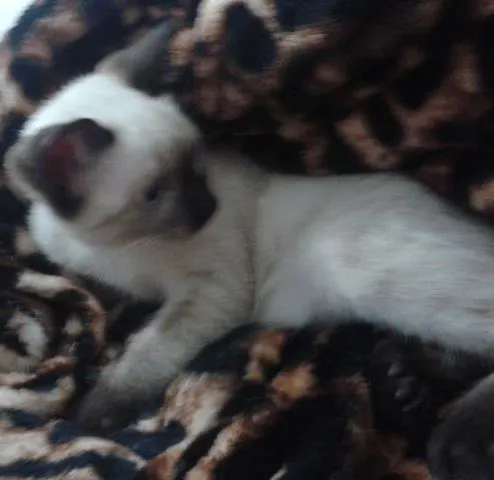 Gato ra a  idade 2 a 6 meses nome sem nome
