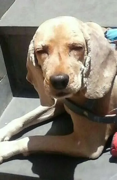 Cachorro raça cockerspaniel idade 5 anos nome theo