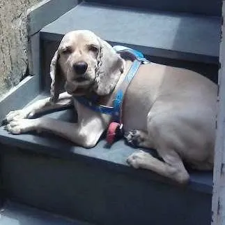 Cachorro raça cockerspaniel idade 5 anos nome theo