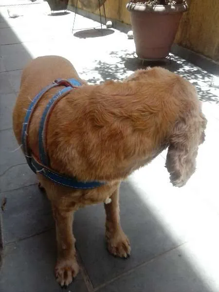 Cachorro raça cockerspaniel idade 5 anos nome theo