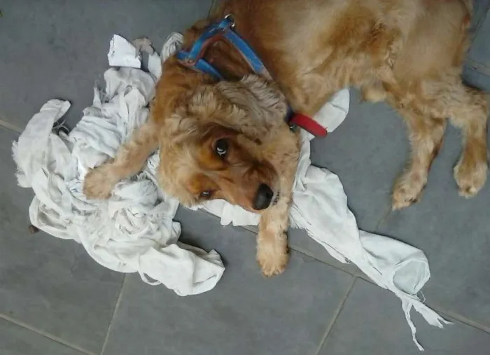 Cachorro raça cockerspaniel idade 5 anos nome theo