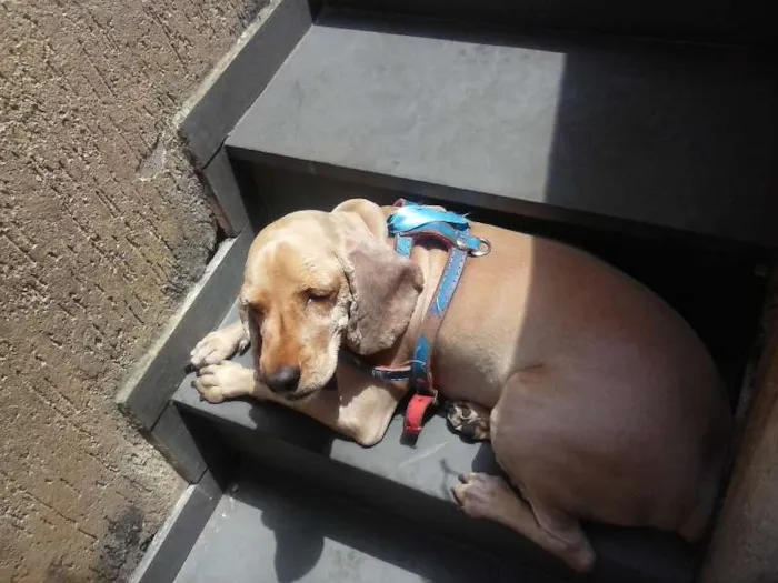 Cachorro raça cockerspaniel idade 5 anos nome theo