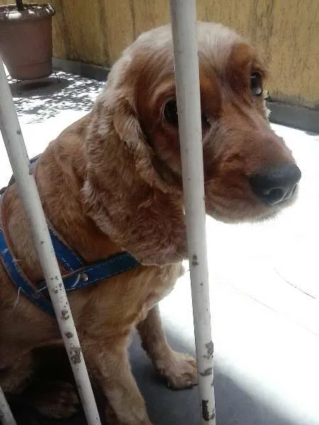 Cachorro raça cockerspaniel idade 5 anos nome theo