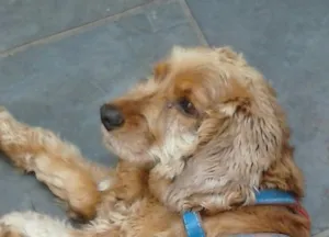 Cachorro raça cockerspaniel idade 5 anos nome theo