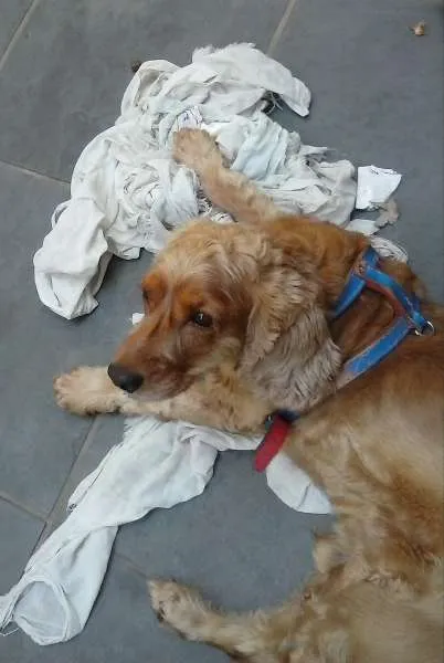 Cachorro raça cockerspaniel idade 5 anos nome theo