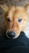 Cachorro Cego com C