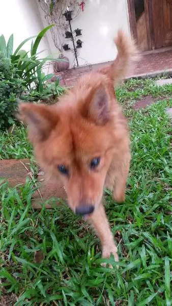 Cachorro ra a SRD idade 5 anos nome Cachorro Cego com C