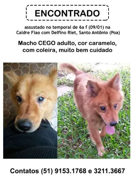 Cachorro ra a SRD idade 5 anos nome Cachorro Cego com C