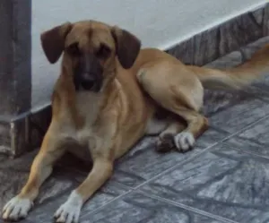 Cachorro raça vira lata idade  nome leão
