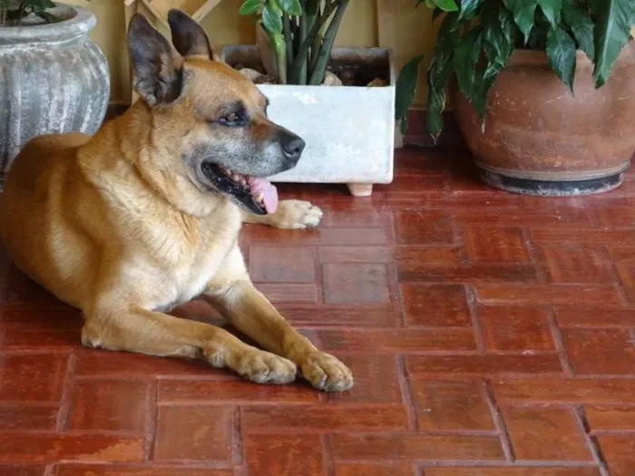 Cachorro ra a Vira lata (boxer) idade 6 ou mais anos nome Bob