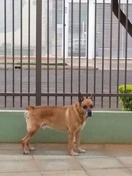 Cachorro ra a Vira lata (boxer) idade 6 ou mais anos nome Bob