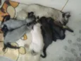 gato