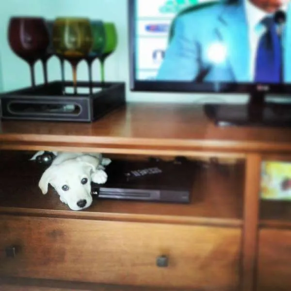 Cachorro ra a SRD idade 2 a 6 meses nome Lola