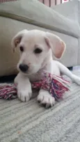 Lola