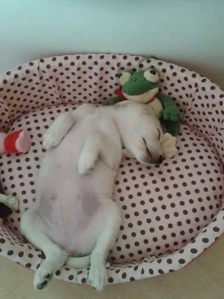 Cachorro ra a SRD idade 2 a 6 meses nome Lola
