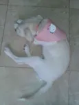Lola