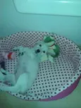 Lola