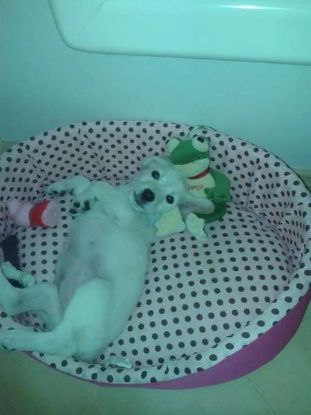 Cachorro ra a SRD idade 2 a 6 meses nome Lola