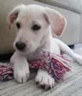Lola