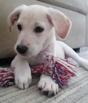 Cachorro raça SRD idade 2 a 6 meses nome Lola