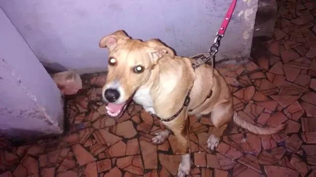 Cachorro ra a não dwfinida idade 2 a 6 meses nome mel