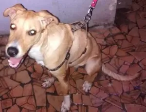 Cachorro raça não dwfinida idade 2 a 6 meses nome mel