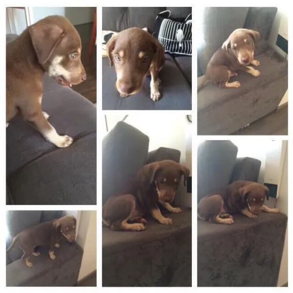 Cachorro ra a  Srd idade 2 a 6 meses nome Filhotinha