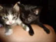 gatinhas