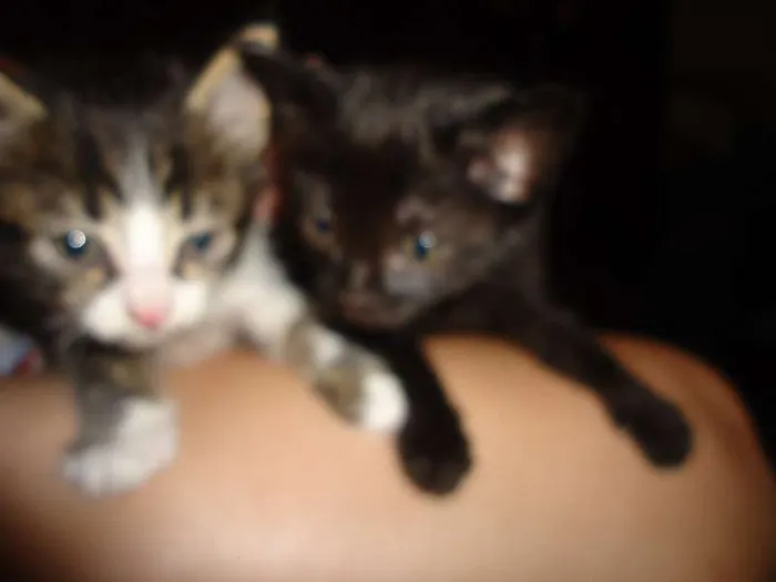 Gato ra a sem raça idade 2 a 6 meses nome gatinhas