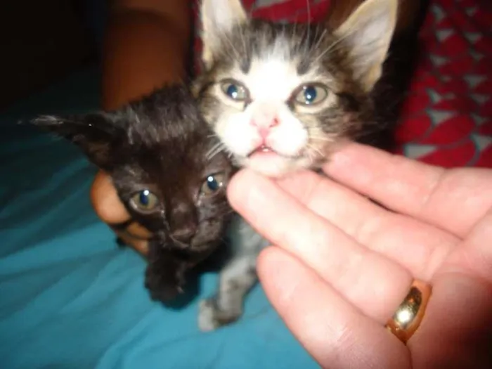 Gato ra a sem raça idade 2 a 6 meses nome gatinhas