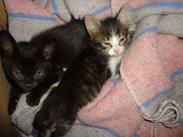Gato ra a sem raça idade 2 a 6 meses nome gatinhas
