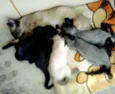 gato