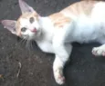 Bolinha