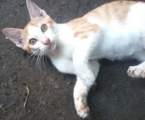 Gato raça Vira lata idade 2 a 6 meses nome Bolinha