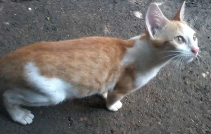 Gato raça Vira lata idade 2 a 6 meses nome Bolinha