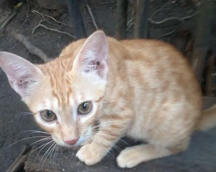 Gato raça vira lata idade 2 a 6 meses nome Garfield