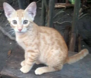 Gato raça vira lata idade 2 a 6 meses nome Garfield