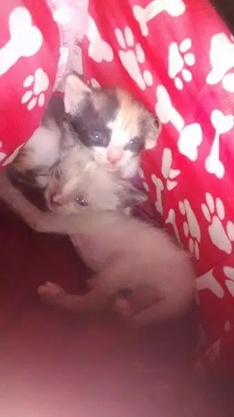 Gato ra a vira lata idade 2 a 6 meses nome eles ainda não tem 