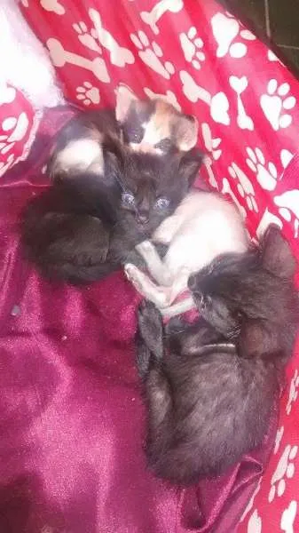 Gato ra a vira lata idade 2 a 6 meses nome eles ainda não tem 
