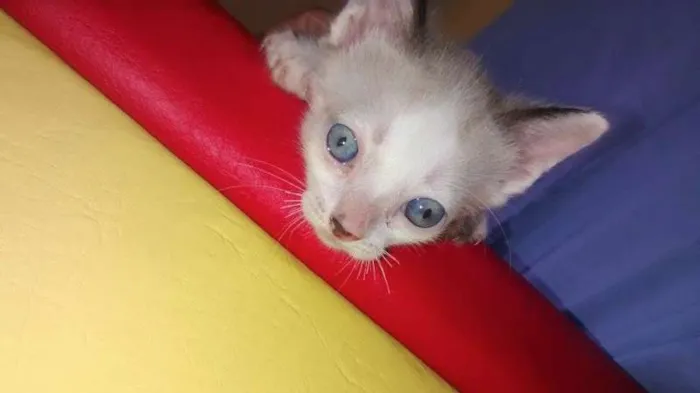Gato ra a vira lata idade 2 a 6 meses nome eles ainda não tem 