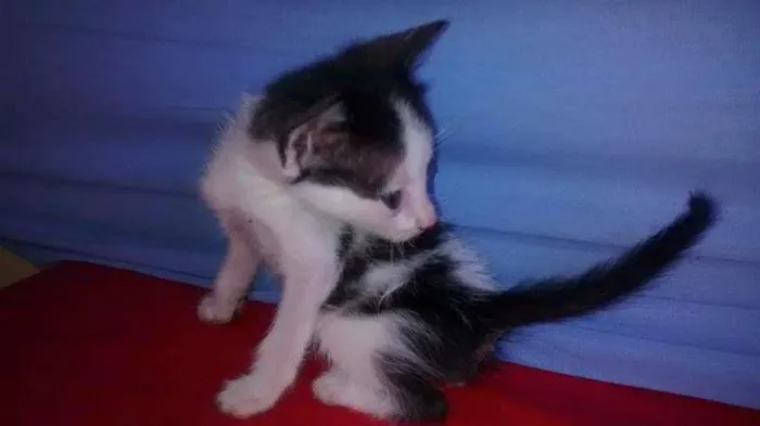 Gato ra a vira lata idade 2 a 6 meses nome eles ainda não tem 