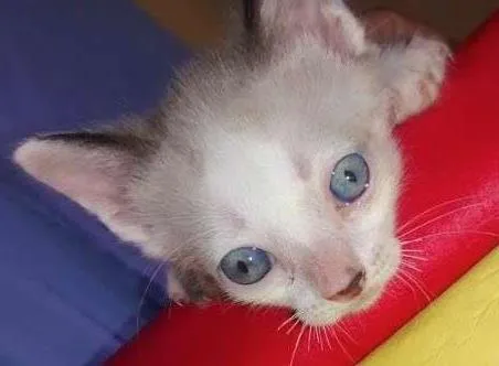 Gato ra a vira lata idade 2 a 6 meses nome eles ainda não tem 