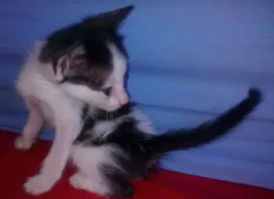Gato raça vira lata idade 2 a 6 meses nome eles ainda não tem 