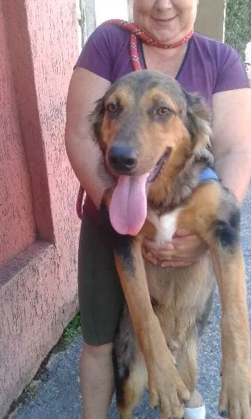 Cachorro ra a SRD idade 1 ano nome Zeus