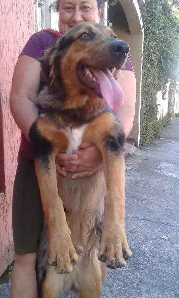 Cachorro ra a SRD idade 1 ano nome Zeus