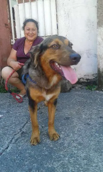 Cachorro ra a SRD idade 1 ano nome Zeus
