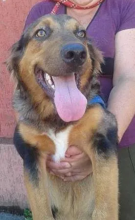 Cachorro ra a SRD idade 1 ano nome Zeus