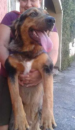 Cachorro raça SRD idade 1 ano nome Zeus