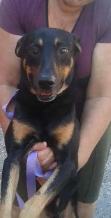 Cachorro ra a SRD idade 5 anos nome Nero