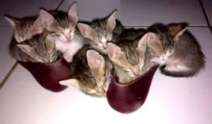 Gato raça  idade 2 a 6 meses nome Patinha Dengo Nariz